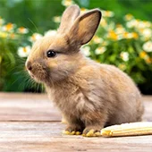 Первая прививка кролика