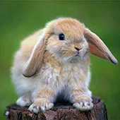 Сколько живут декоративные кролики