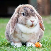 Сырость и сквозняки опасны для кроликов