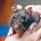 Крысы одомашнены 150 лет назад
