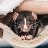 Домашние декоративные крысы