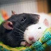 Сколько живут домашние крысы