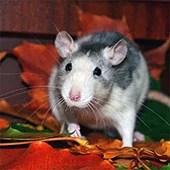 Чем кормить крысу дома