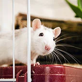 Крысы в домашних условиях