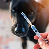 Вторая прививка щенка